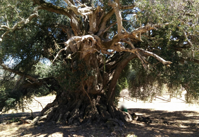 TRAVEL PROGRAM | "Secrets of Sardinia 2027" - Image 25