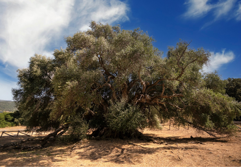 TRAVEL PROGRAM | "Secrets of Sardinia 2027" - Image 26