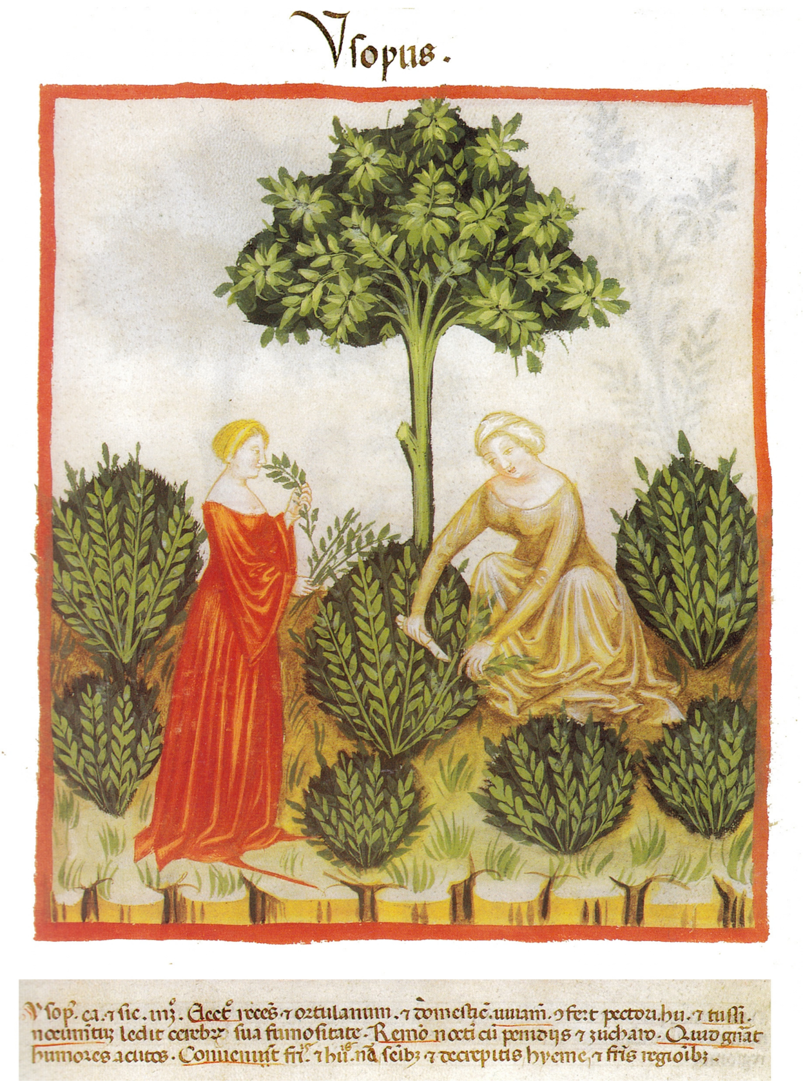 Medicinal - Image 3